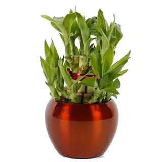 Buy Bamboo Plants Online - Start at Rs.399